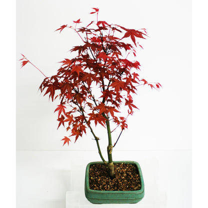 Bonsai Acer palmatum deshojo 7 anos Maple