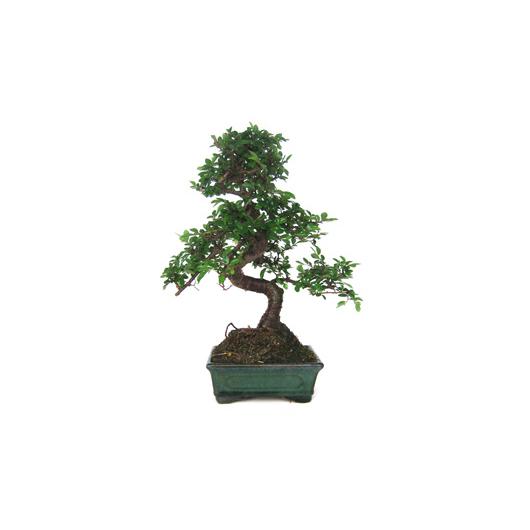 Bonsai Zelkova parvifolia 6 anos - Olmo Chinês