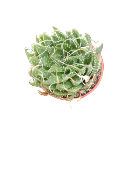 Planta Suculenta  ☼ Surtida Aleatoria Pequeña Ø5 Venta Por Unidad_1