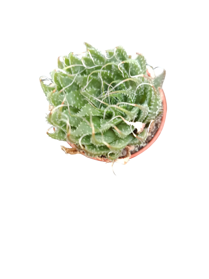Planta Suculenta ☼ Surtida Aleatoria Pequeña Ø5 Venta Por Unidad_1