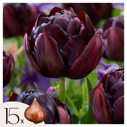 Bulbos De Tulipán - 15 Pzs - Tulipa 'black Hero' - Bulbos De Flores_0