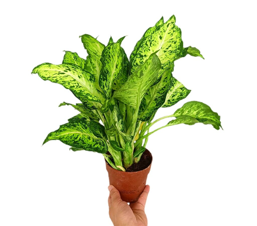 Dieffenbachia Amy M12_0