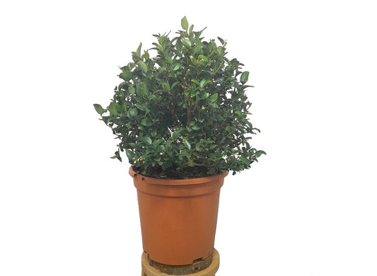 Jasminum Glaucum M24 50cm_0