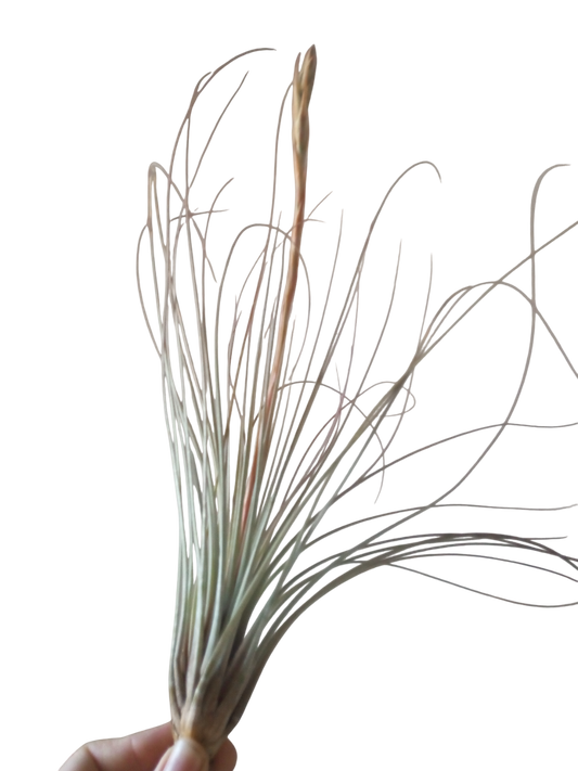 Tillandsia Juncea Clavel Del Aire Tillandsias_0