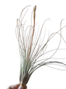 Tillandsia Juncea Clavel Del Aire Tillandsias