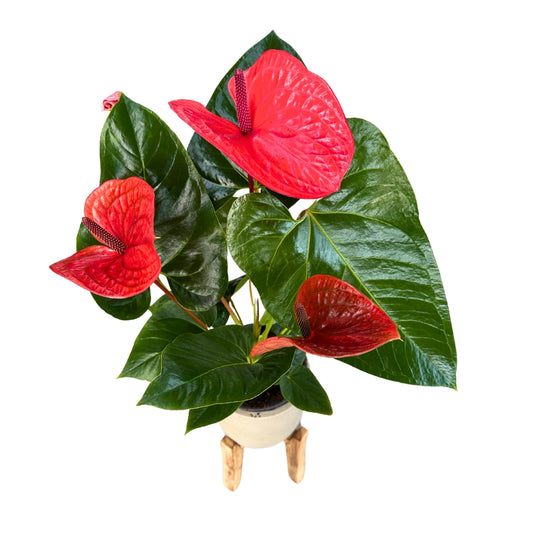 Anthurium De Colores Planta De Interior Con Vistosas Flores Maceta 17cm_0