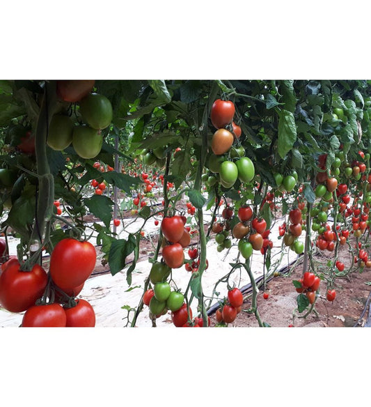 Plantón Tomate Esturion F1 (10 Unidades)_0