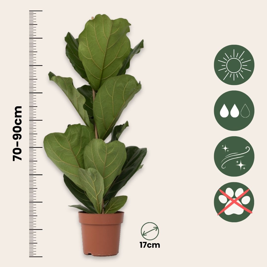 Higuera Hoja De Violín - Ficus Lyrata - Altura 70-90cm - ⌀21cm_2