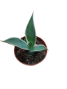 Agave Chiapensis Multicolorida Planta Jovem 5 Cm