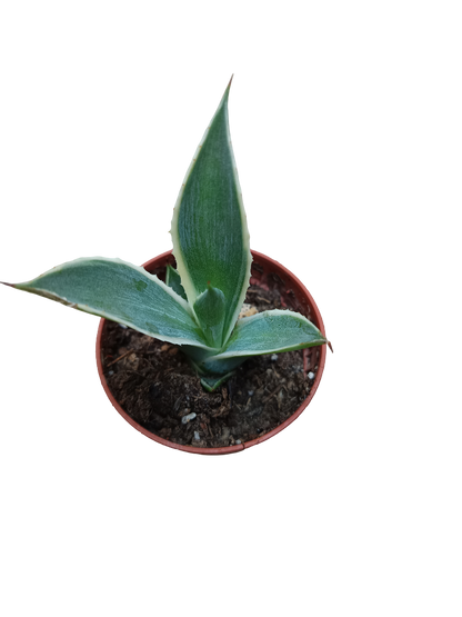 Planta Suculenta  ☼ Surtida Aleatoria Pequeña Ø5 Venta Por Unidad_2