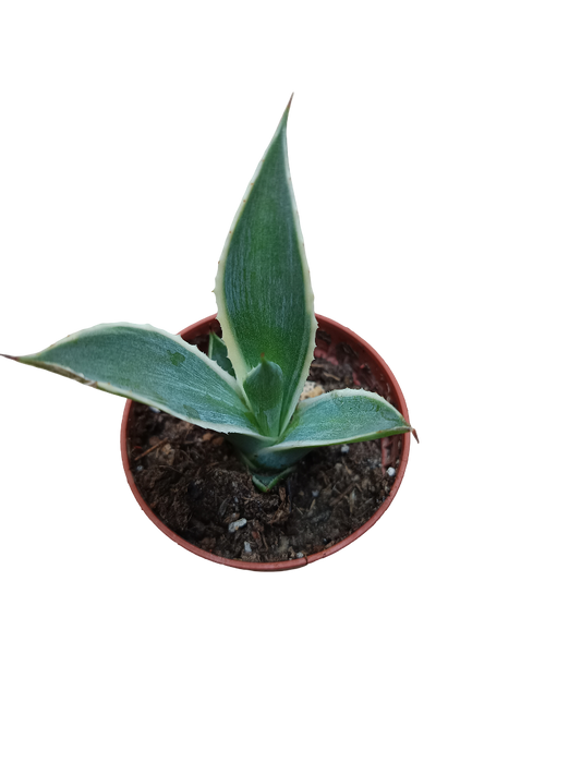 Agave Chiapensis Multicolor Planta Joven 5 Cms_0
