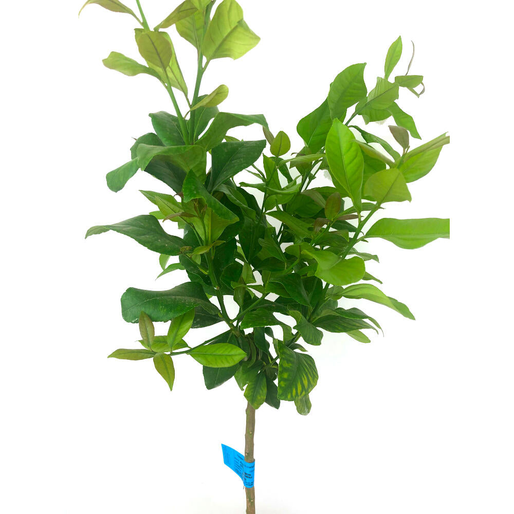 Limonero 4 Estaciones M28 130cm (injertado En Verna)_2