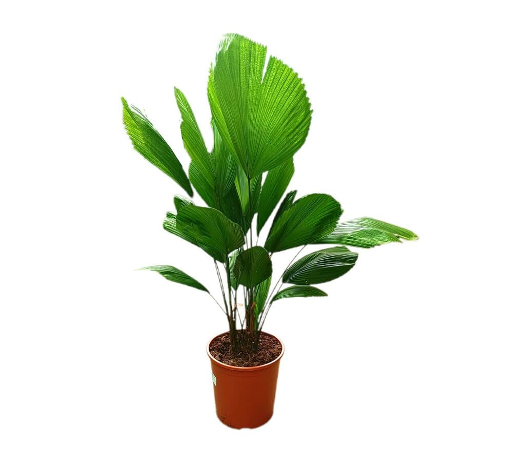 Licuala Grandis M30 120-140cm_0