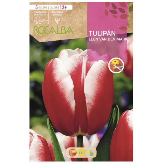 Leen van den Mark Bulbo de Tulipa Vermelha e Branca 5 peças Rocalba