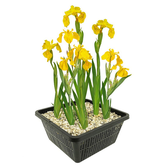 Lirio Amarillo Planta Ribera Estanque - Amarilla - Resistente_0