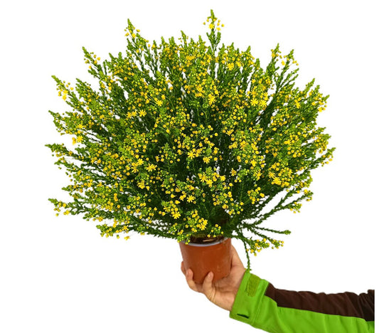Euryops Virginius M13_0