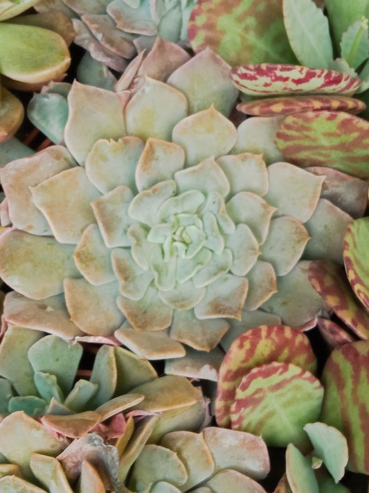 Suculentas Y Cactus Variedad #53 Planta Sin Id_0