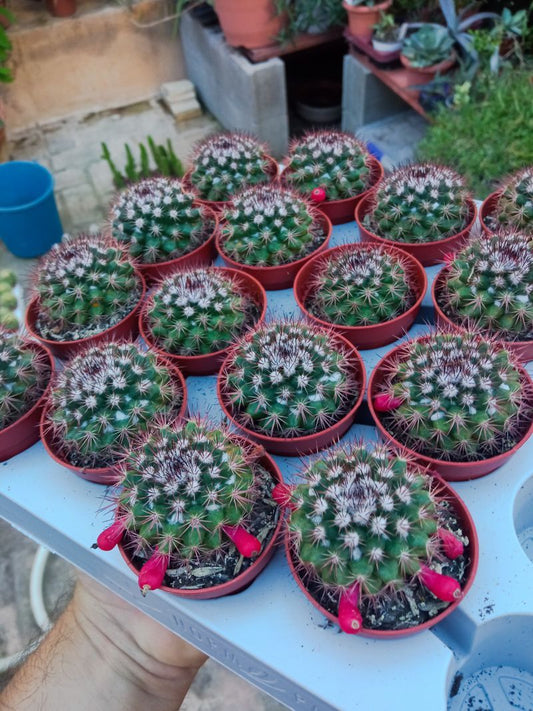 Cactus Mamillaria Planta Flores Rosas Ø5 Cms_0