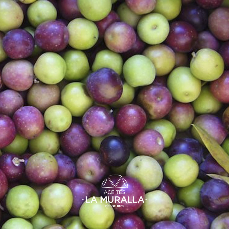 Cortijo La Muralla | Aceite De Oliva Virgen Extra | Variedad Arbequina | Botella 2 L_2