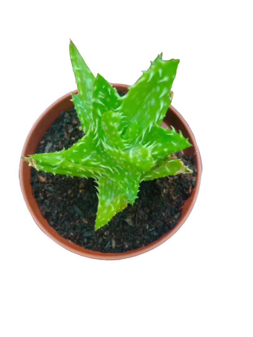 Aloe Juvenna Planta Suculenta Muy Bonita_0