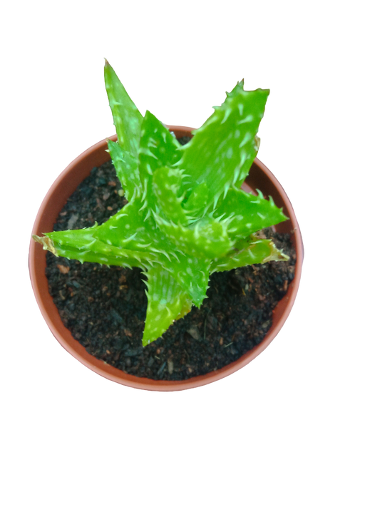 Aloe Juvenna Planta Suculenta Muy Bonita_0