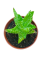 Aloe Juvenna Planta Suculenta Muito Bonita