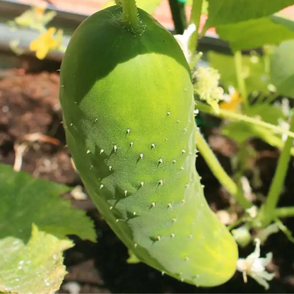 Kit De Cultivo De Pepino Largo Verde Grow Me – Huerto Urbano Ecológico_1