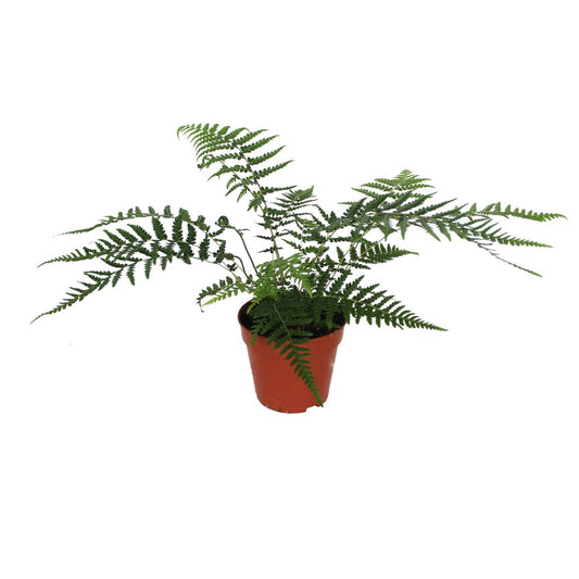 Helecho arboreo Planta Natural Dicksonia Antarctica 1 Ud Ø 12 Alt. 25 - 35_0