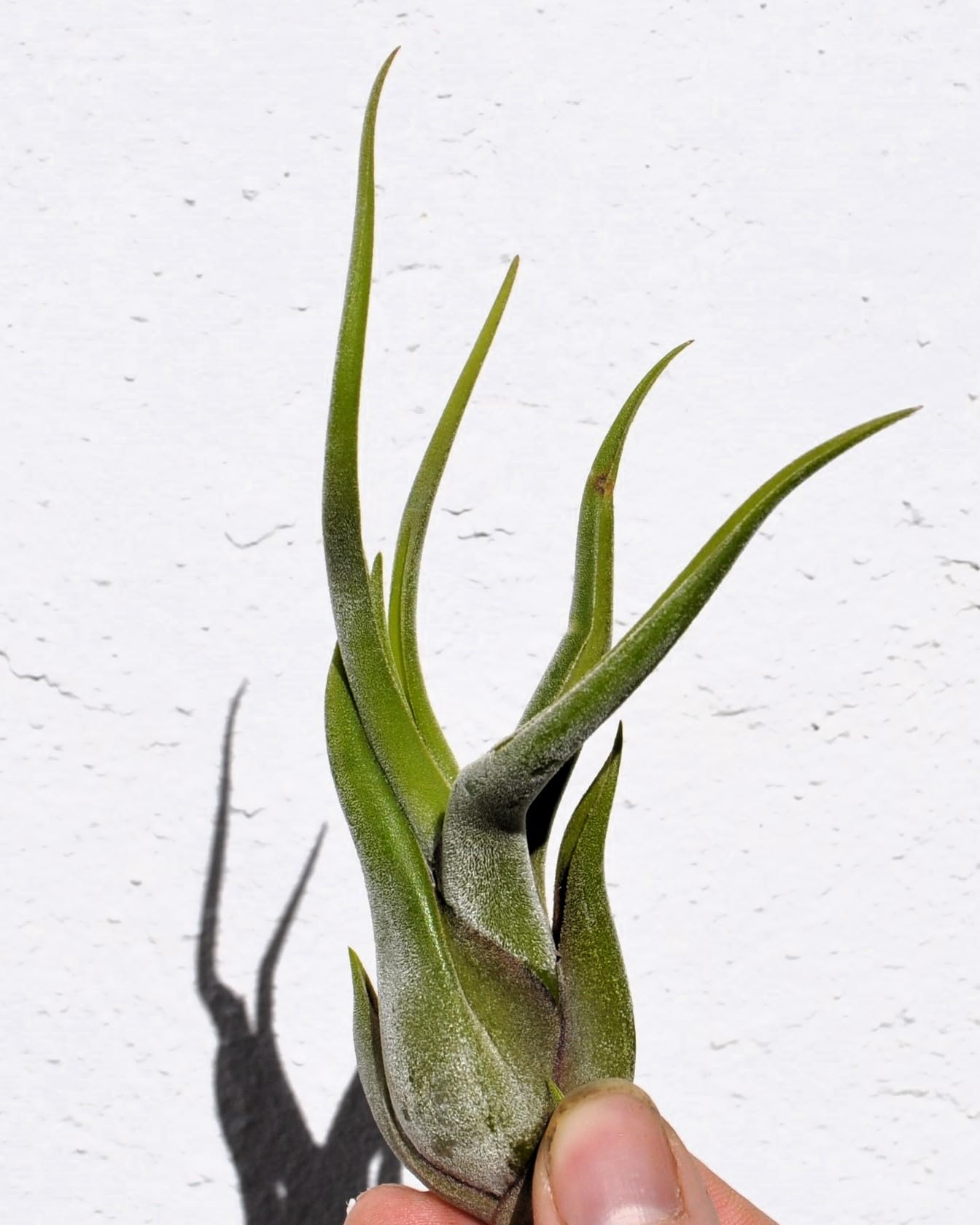 Tillandsia caput-medusae [S], planta pulpo, cabeza de Medusa; Curiosarium; altura 10-13 cm, diámetro 5-10 cm_3