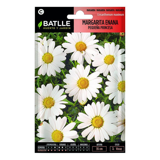 Sementes de margarida anã pequena Batlle Princess