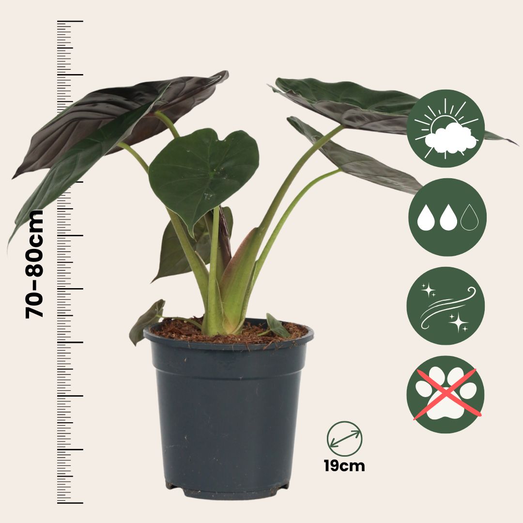 Oreja De Elefante - Alocasia Wentii - Altura 70-80cm - ⌀19cm_2