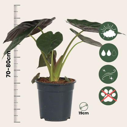 Oreja De Elefante - Alocasia Wentii - Altura 70-80cm - ⌀19cm_2