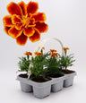 Pack Plantões De Tagetes Llama 6 Un. Natural - Fitoralia