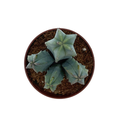 Myrtillocactus-geometrizans Cactus Y Suculentas M8,5 cm Ø_1