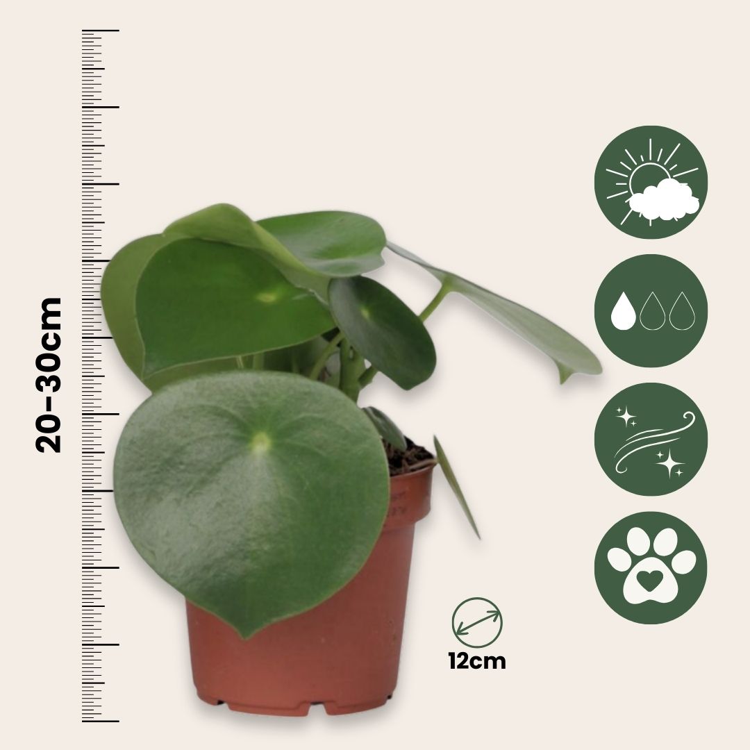 Corazón De Hombre - 2 Pzs - Peperomia Polybotrya - Altura 20-30cm - ⌀12cm_2