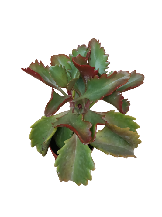 Kalanchoe Rubinea Planta Suculenta Ø5_0
