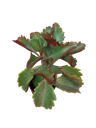 Kalanchoe Rubinea, Planta Suculenta Ø5