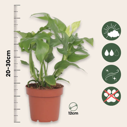 Monstera Mínima - Rhaphidophora Tetrasperma - Altura 20-30cm - ⌀12cm_2