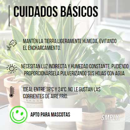 SMPLY | Pack 7 Plantas Interior: Areca, Maranta, Chamaedorea, Dracaena, Helecho, Pachira y Pilea_2
