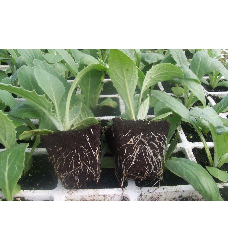 Plantón Alcachofa (10 Unidades)_1