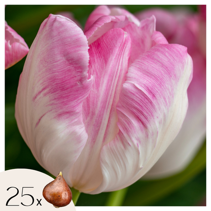 Bulbos De Tulipán - 25 Pzs - Tulipa 'cabanna' - Bulbos De Flores - Rosa_0
