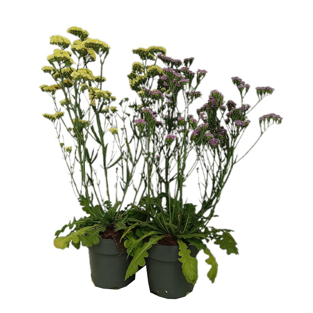 Limonium M20_0