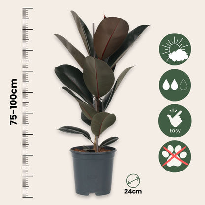 Higuera Cauchera - Ficus Elastica 'abidjan' - Altura 75-100cm - ⌀24cm_2