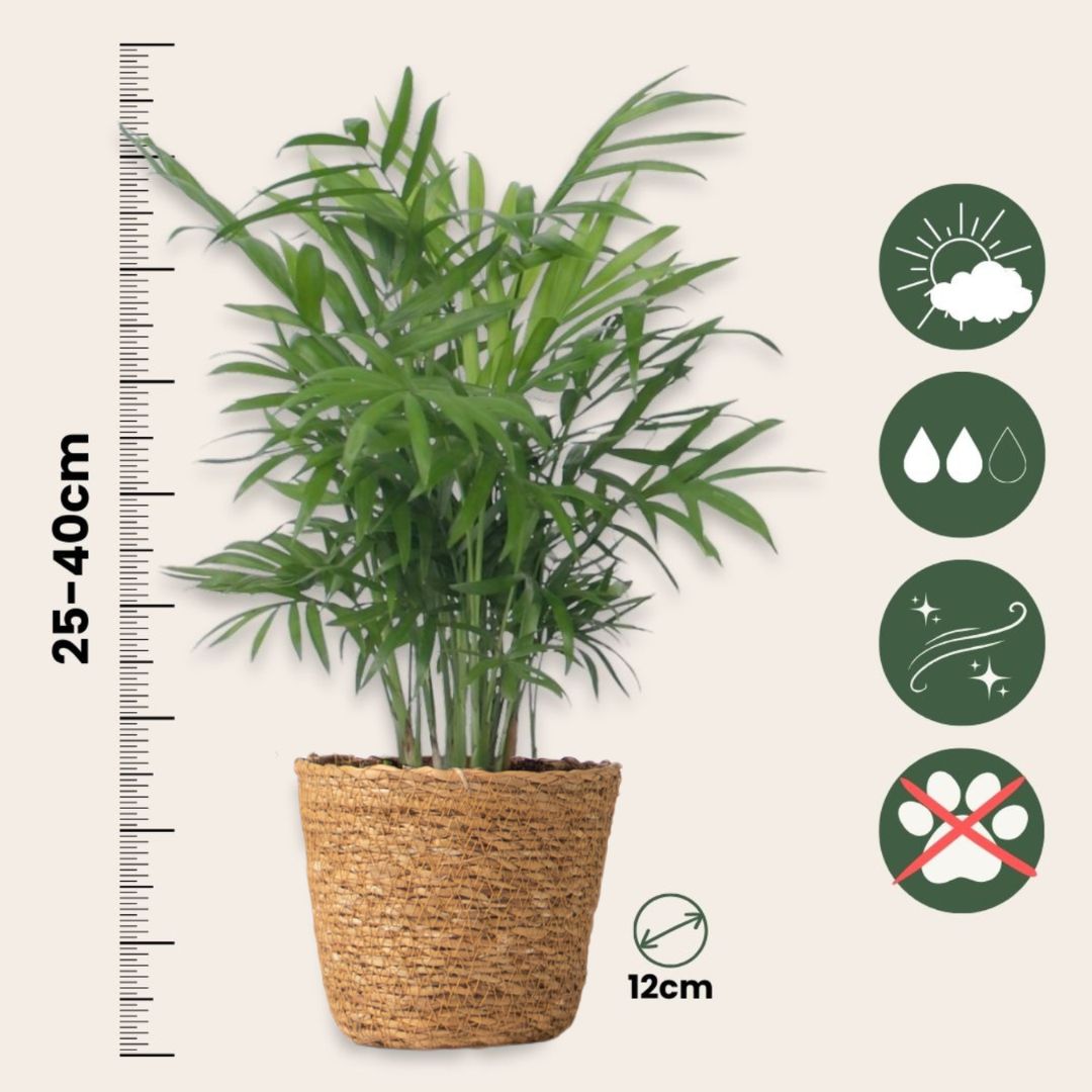 Pequeñas Dypsis Y Chamaedorea - Conjunto De 2 Con Cesta - Altura 25-40cm - ⌀12cm_2