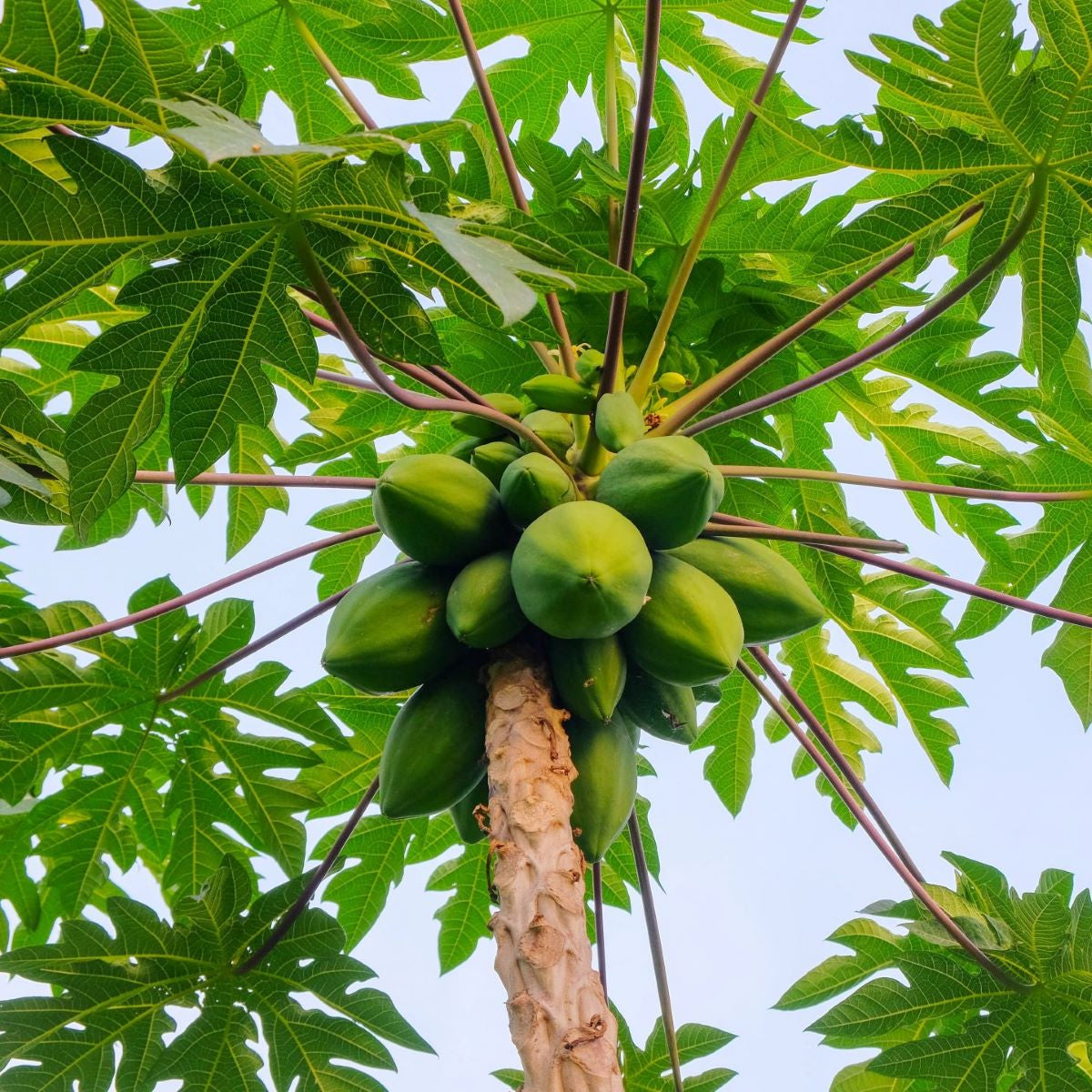 Papaya Árbol - Frutal Tropical - Altura Aprox. 80/100cm._0