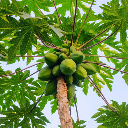 Papaya Árbol - Frutal Tropical - Altura Aprox. 80/100cm._0