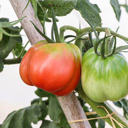 Plantón Tomate Pera Girona 2 Unidades - PlantaBo_2