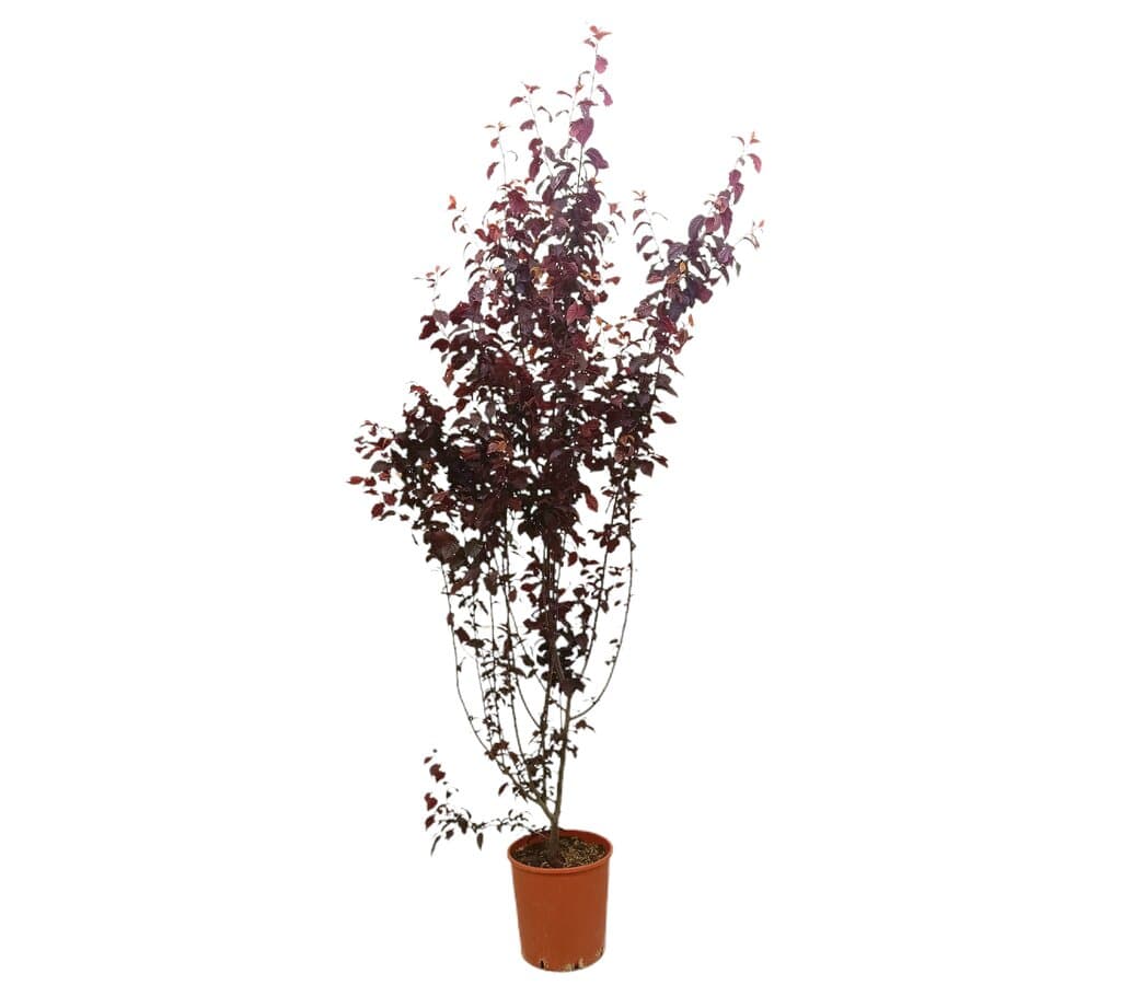 Prunus Pisardii M25 170cm_0