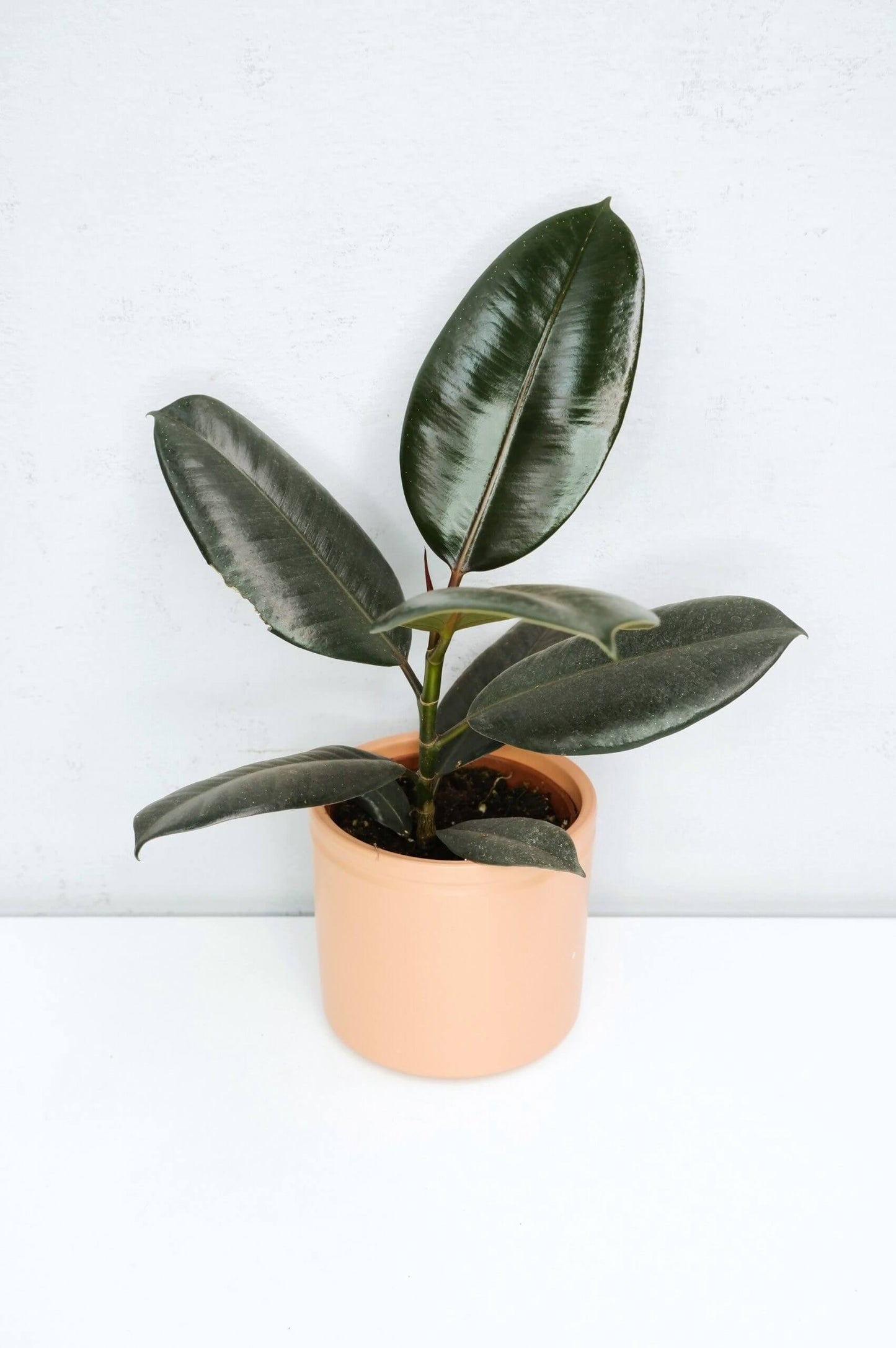 Árbol Del Caucho​ - Ficus Elastica Abidjan_0