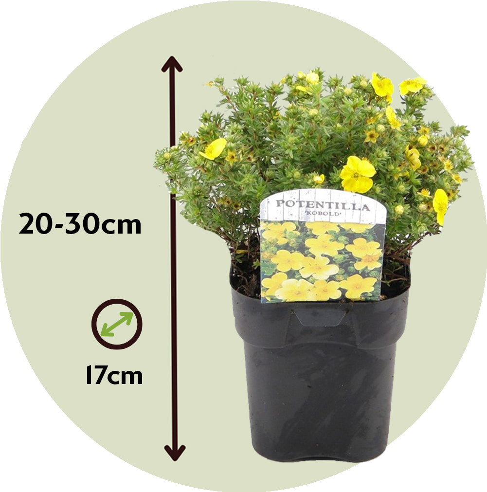 Cincoenrama - 3 Pzs - Potentilla Fruticosa - Altura 20-30cm - ⌀17cm_2